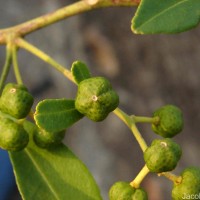 Zanthoxylum asiaticum (L.) Appelhans, Groppo & J.Wen
